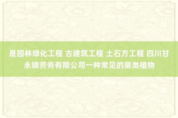 是园林绿化工程 古建筑工程 土石方工程 四川甘永锦劳务有限公司一种常见的蕨类植物